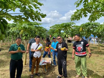 Nanan Anggota DPR RI FPKB Kunjungi Perkebunan Pepaya California di Lubuklinggau