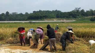 Petani di Kecamatan Purwodadi menjerit, Tebus Pupuk Subsidi di Atas HET hingga Harga 135 Ribu